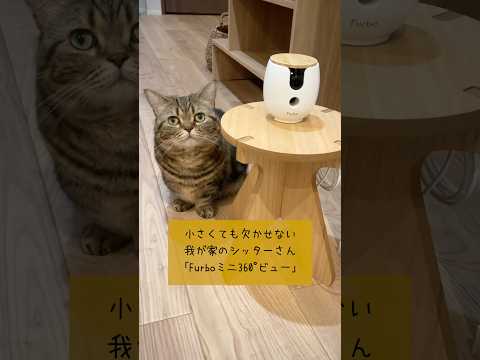 進化した小型AIペットカメラ「Furboミニ360°ビュー」が凄すぎる！