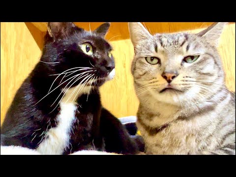 99%が5分で眠くなる😴 猫のゴロゴロ×Water Wood ASMR サムネイル