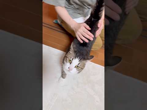 見てる方もスッキリ