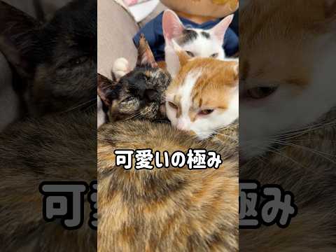 猫団子の幸せ空間がこちらです！ shorts サムネイル