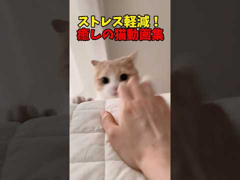 ストレス吹っ飛ぶ〜🌪️ 猫 cat cats cute サムネイル