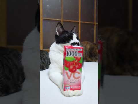 おいしいビタミン  C アセロラ　260412　のせ猫　 cat　 cute　 猫のいる暮らし　 kitten　 ki… サムネイル