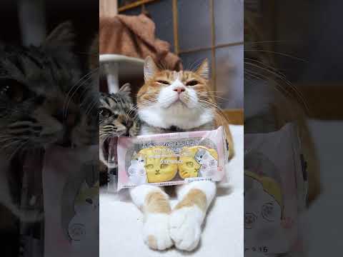 ふたごのねこまんじゅう　きゃにゃめるあん　260219　ねこ　のせ猫　 cat cute 猫のいる暮らし　 のせ猫… サムネイル