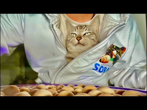 99%が5分で眠くなる😴 猫のゴロゴロ×Water Wood ASMR サムネイル