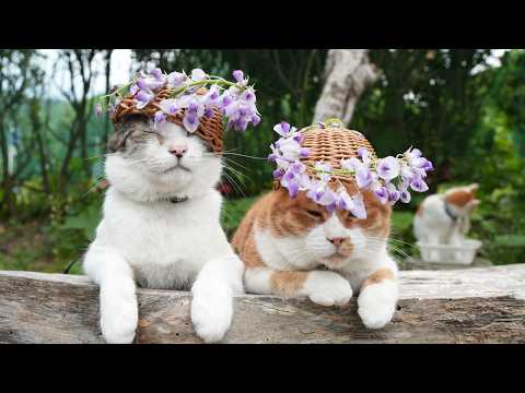 藤の花　のせ猫　260602 サムネイル