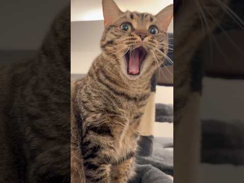 一日中寝てた猫、人間帰宅でお祭り騒ぎ...www cat 猫 サムネイル