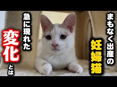 人間に怯えていた妊婦猫が見せた驚きの変化