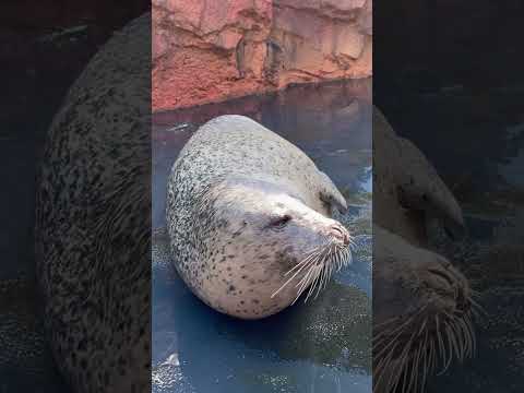 加茂ゴマフアザラシ　 加茂水族館　short  ゴマフアザラシ サムネイル