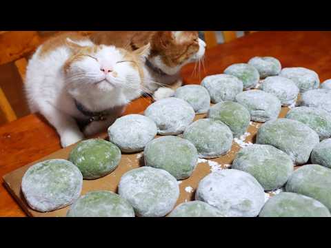 猫たちと小豆炊い草餅作り 260615