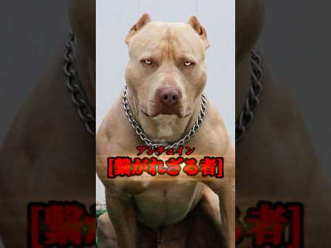 筋肉過剰搭載すぎる犬　その正体は最恐×最狂？　[雑学] 犬界四皇part2 サムネイル
