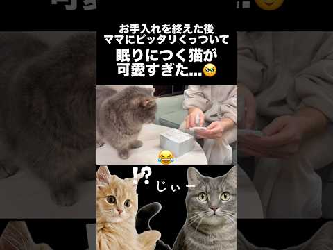 ママにぴったりくっついて寝る猫が天使すぎた...shorts 猫 猫のいる暮らし サムネイル