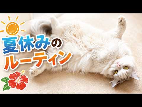 夏休みのだらしない猫たちのルーティンがこちら
