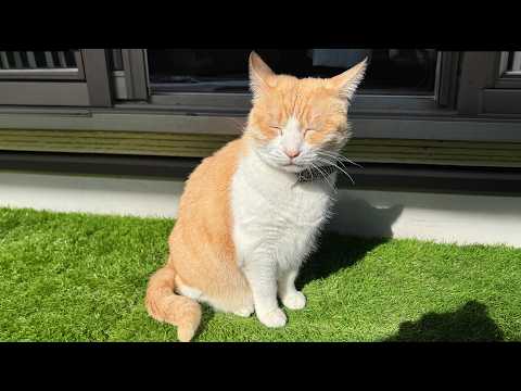 ロビンが日光浴にハマりすぎて完全におじいちゃんになっていました。 サムネイル