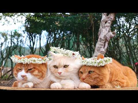 雪柳の花冠　のせ猫　2026 260506 サムネイル