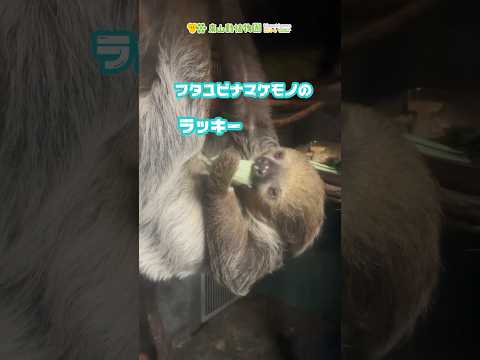 話題のラッキー！フタユビナマケモノのお食事シーンが可愛すぎる