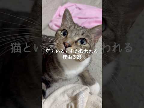 猫がいると心が救われる理由3選 猫 ねこ 猫のいる暮らし 猫好きさんと繋がりたい 猫動画 雑学 豆知識 VOICEVO… サムネイル