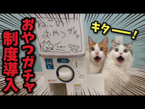 猫たちのおやつをガチャ制にしたらクレーム勃発しまくった件 サムネイル