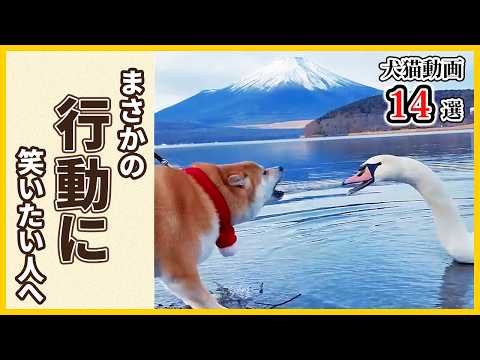 【どうしてこうなった🤣】愛犬・愛猫のクセが強すぎる『不思議な行動』14選｜PECO