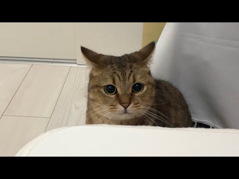 初めて嗅ぐ他の家のネコさんの匂いに警戒心MAXになるビビり猫 サムネイル
