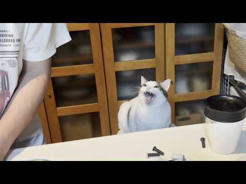 家事で忙しい時に「おい、遊べや」と鳴き続ける太めの猫