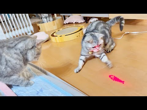 普段遊ばないけどレーザーポインターだけはたまらなく遊びたくなるあいちゃん。 サムネイル