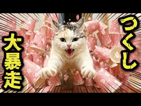 【ヤバすぎ】中毒になって紙コップに突撃する猫…