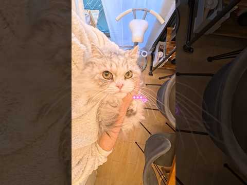 抱っこされてるのに無表情な猫猫 cat shorts 無表情な猫 抱っこ猫 ミヌエット サムネイル