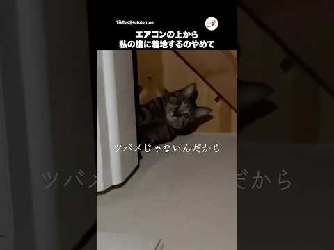 上から腹に落ちてきそうな猫｜PECO サムネイル
