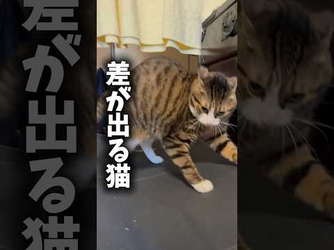 次男の前では乙女過ぎる猫 cats shorts 球太 サムネイル