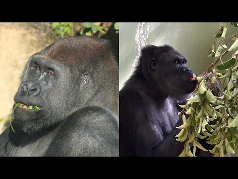 ゲンタロウは、アニーを噛み、アニーはゲンタロウを噛んだ。ゲンタロウの怪我の具合は？　　上野動物園　ゴリラ　202512