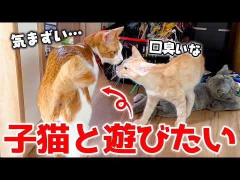 普段は暴れん坊の猫が、子猫と遊びたいのに接し方が分からず気まずくなっていましたwww サムネイル