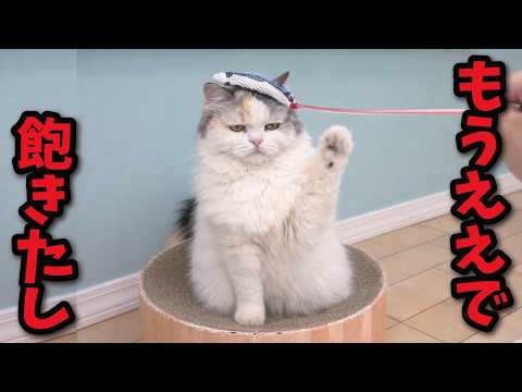 【悲報】猫たちがオモチャに飽きてしまいました