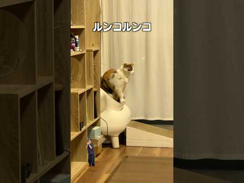 「ごはん食べると猫ルンコ」猫あるある|フルはApple Musicほか音楽アプリへ サムネイル