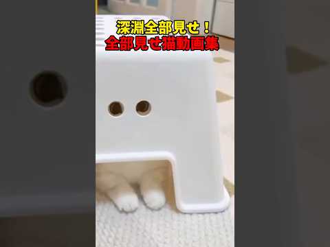深淵を…覗いてみる…？ 猫 cat cats cute サムネイル