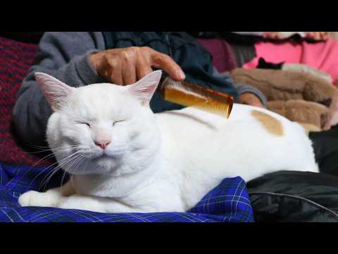 しらたまブラッシング　260219 サムネイル