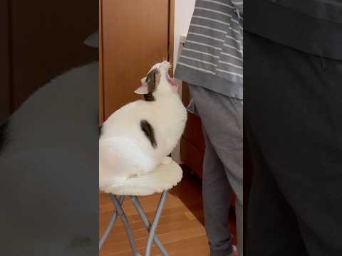 あぁ〜〜ハム サムネイル