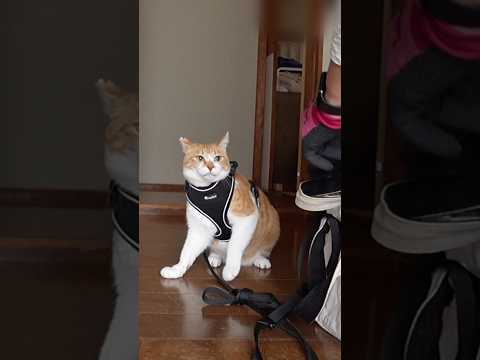 急に散歩へ行く気が失せた猫 元野良猫チャチャ ねこ 猫 cat