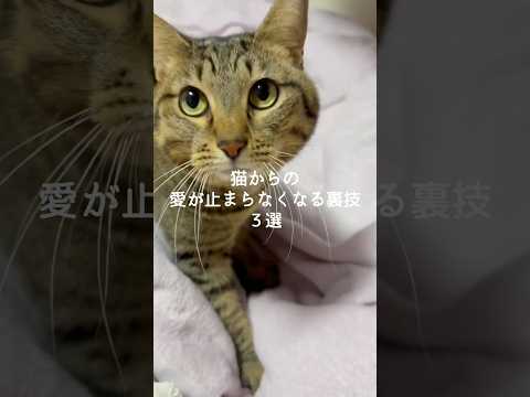猫からの愛が止まらなくなる裏技3選 猫 ねこ 猫好きさんと繋がりたい ねこ動画 猫動画 雑学 豆知識 VOICEVOX… サムネイル