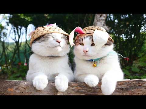 木蓮の花びら帽子　のせ猫　260506 サムネイル