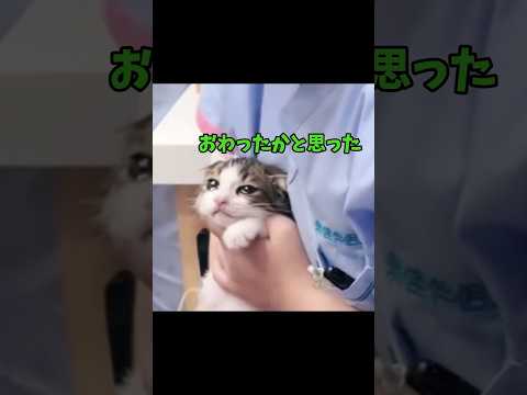 ふぁ！？可愛すぎんだろぉ〜😍 サムネイル