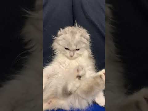 自分の尻尾にじゃれる小さい頃のめるちゃん【スコティッシュフォールド】