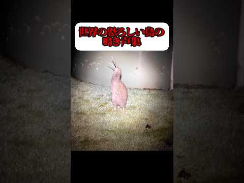 呪いの叫び声の正体 サムネイル