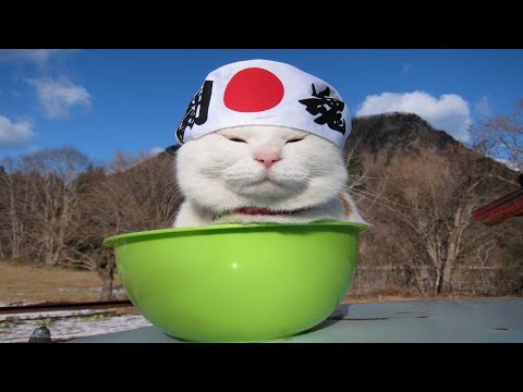 こたつのねこたちLIVE配信　　2026年2月7日 サムネイル