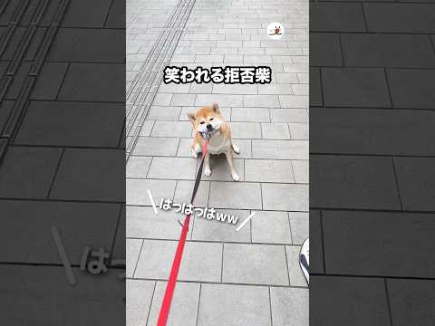笑われる拒否柴｜PECO サムネイル