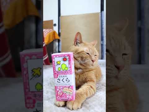 豆乳飲料　さくら　260306　のせ猫　 cat　 cute　 ネコ　 猫のいる暮らし　 ねこ　 猫　　 cuteca… サムネイル