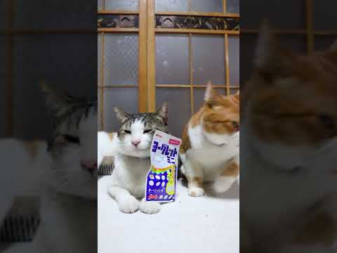 ヨーグレットミニ　260507　のせ猫　 cat 猫 cute　 ヨーグレットミニ 猫のいる暮らし ヨーグレット　 c… サムネイル