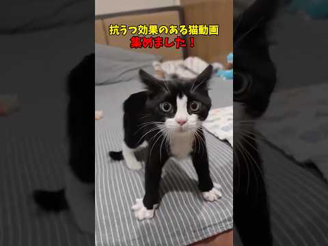 癒されるどすえ〜☺️ 猫 cat cats cute サムネイル