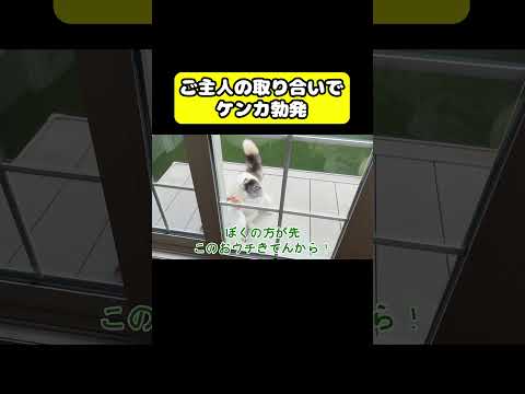 ご主人の取り合いでケンカ勃発　猫 おもしろ アテレコ ニャンチューバーつくし サムネイル