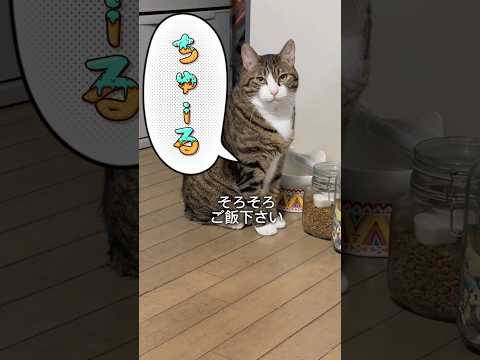 目だけでわかる cats memories 球太 サムネイル