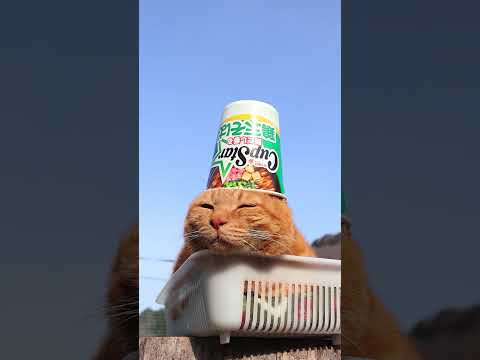 カップスター　鶏天そば　260402　 のせ猫　 cat　 cute　 猫のいる暮らし　 ねこ　 ネコ　 猫　猫のいる… サムネイル